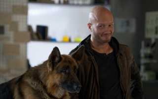 Все о новом сезоне сериала «Пес»: за время съёмок Граф покусал 15 человек, а Мухтар пока никого!